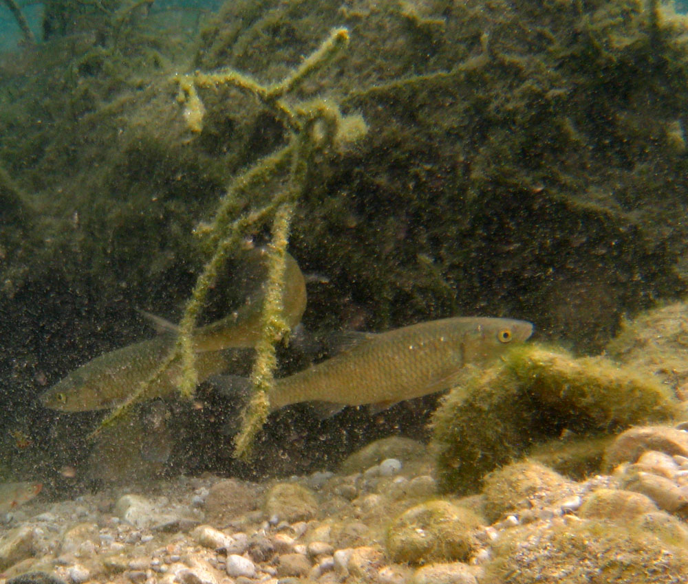 Immersione in risorgiva vicentina